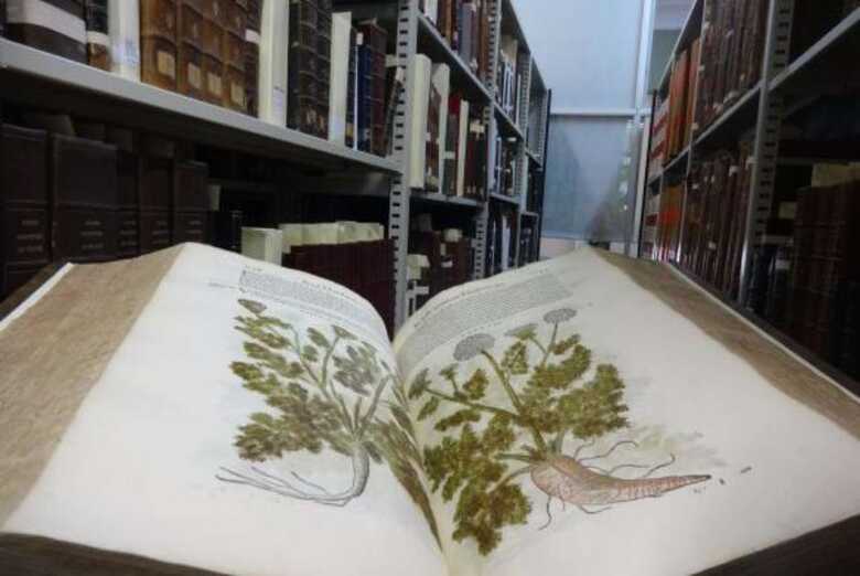 A tradução latina do livro grego Materia Medica, feita por Pietro Andrea Mattioli, foi publicada em 1565 e é considerada referência para vários campos da ciência (Imagem: reprodução)