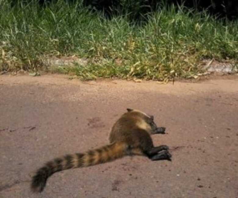 Quati atropelado na Capital