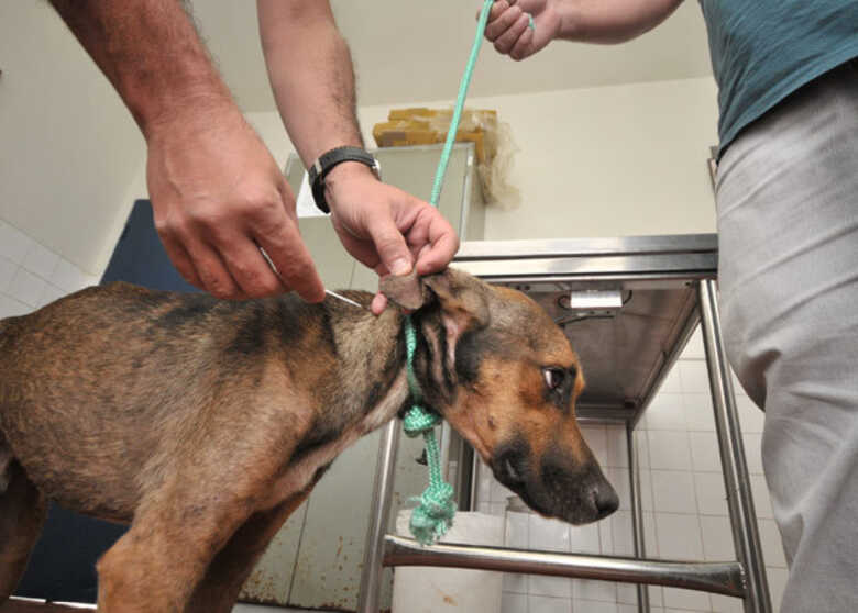 Estudos comprovam eficácia do tratamento em cães infectados