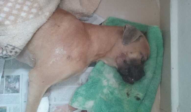 Boxer foi batizado de "Andy" pelas protetoras de animais