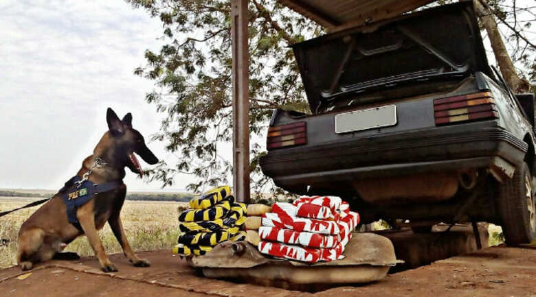 Farejador encontrou maconha escondida