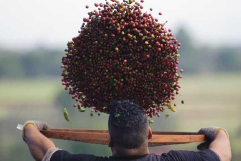 Apesar da queda, o valor da produção do café chegou a R$ 15,85 milhões, com alta de 1,1%