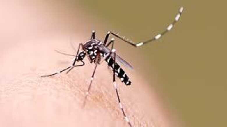Mato Grosso do Sul tem alto índice de dengue