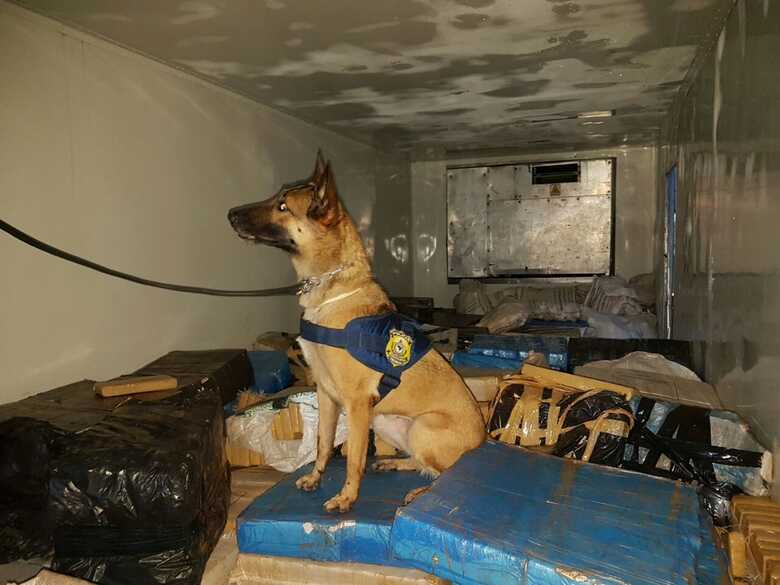 Cadela tem apenas um ano e meio e atua junto a PRF