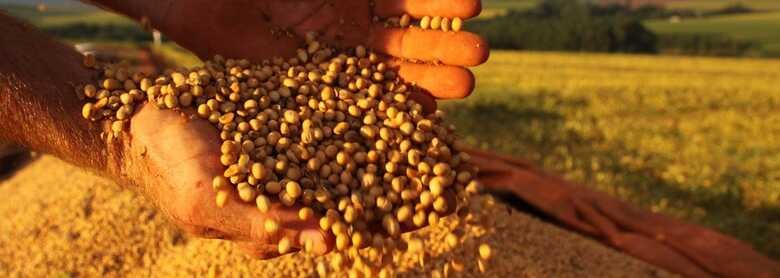 O valor bruto da produção agropecuária encerrou 2016 em R$ 527,9 bilhões