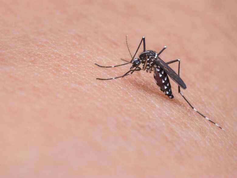Vírus é transmitido pelo mosquito Aedes aegypti