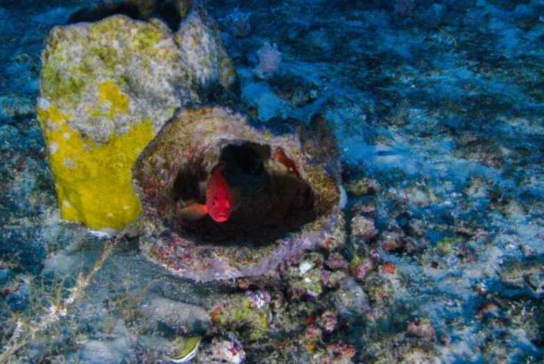 Recifes de corais da foz do Rio Amazonas representam um novo bioma, o &uacute;nico no mundo com essas caracter&iacute;sticas