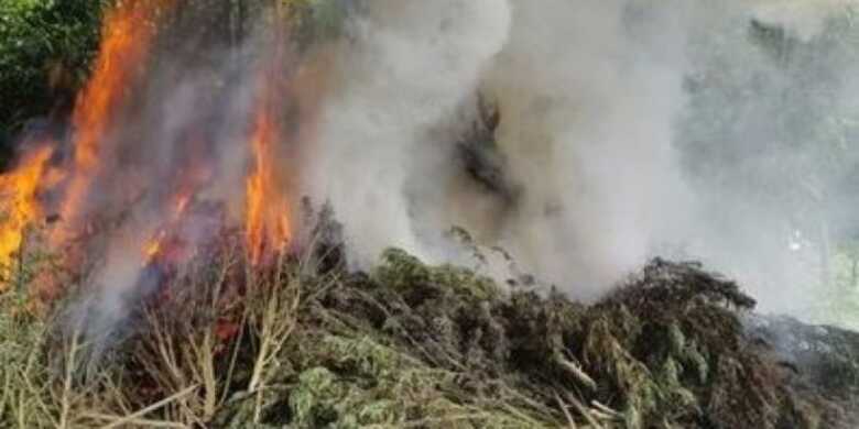 Maconha seria comercializada por traficantes brasileiros