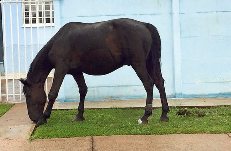 Cavalo usando tornozeleira