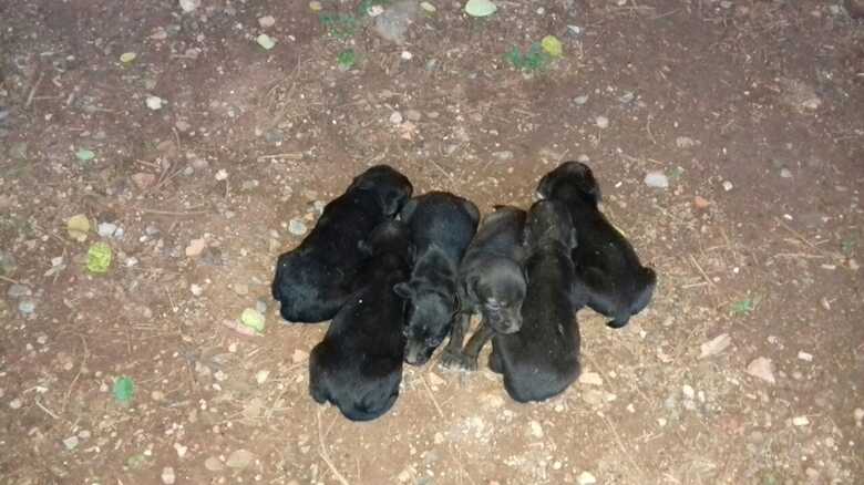 Os seis cachorrinhos juntos depois do resgate