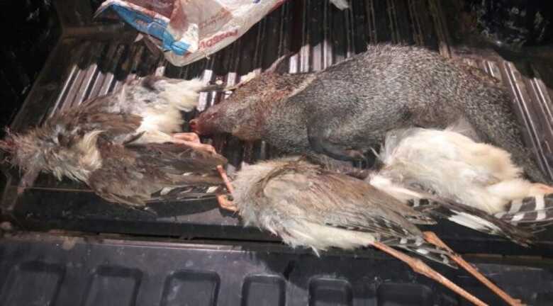 A pena para a caça é de seis meses a um ano de prisão