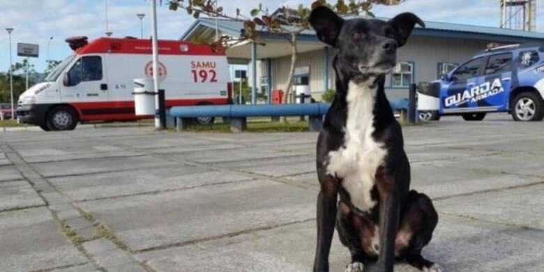 O dono do cachorro também morreu atropelado