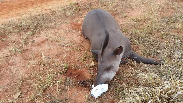 Animal ficou quatro dias morto em estrada