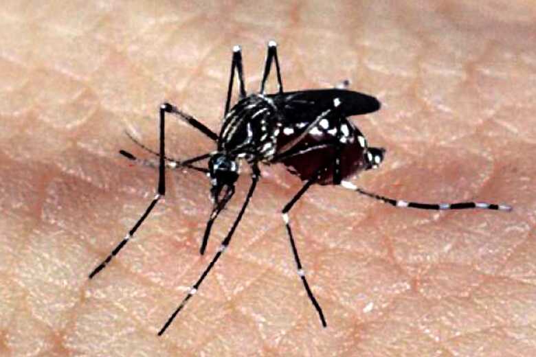 De janeiro até 28 de julho deste ano foram registrados 63.395 casos prováveis de febre Chikungunya