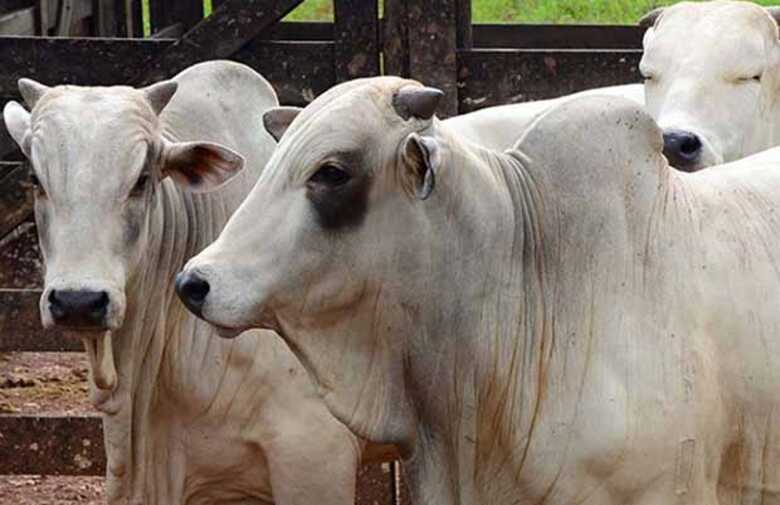 Brasil possui cerca de 217 milhões de cabeças de gado bovino e bubalino (búfalos)