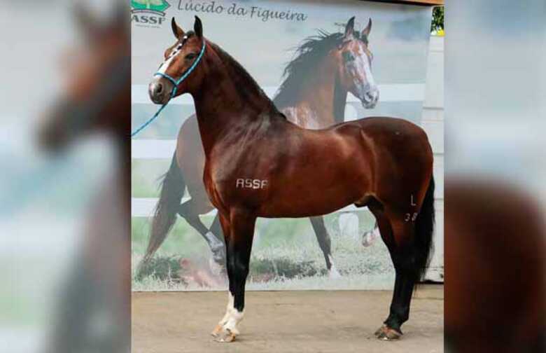 O manga-larga Lúcido da Figueira é mais valioso que o modelo 812 Superfast da Ferrari