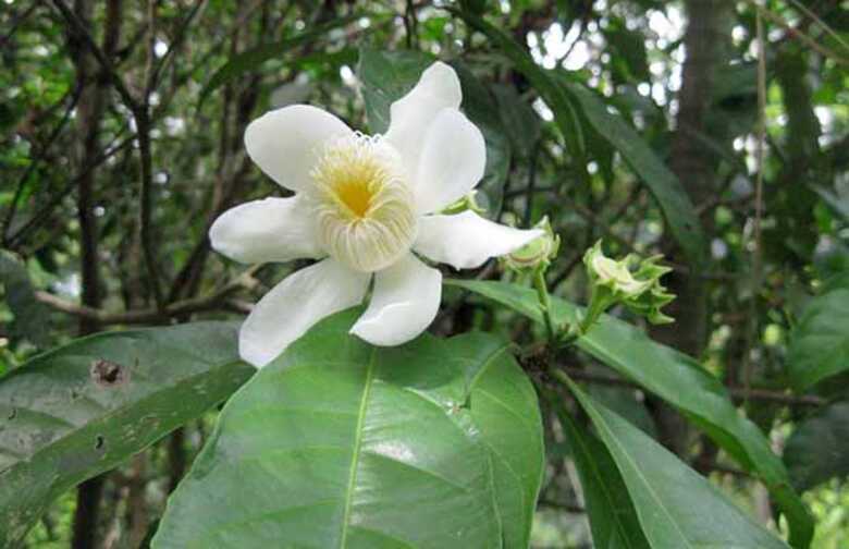 Flor e fruto em desenvolvimento da Gustavia augusta (cachimbo ou catoré-mucura)