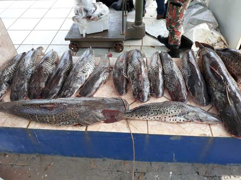 O pescado será doado para instituições filantrópicas depois de periciado