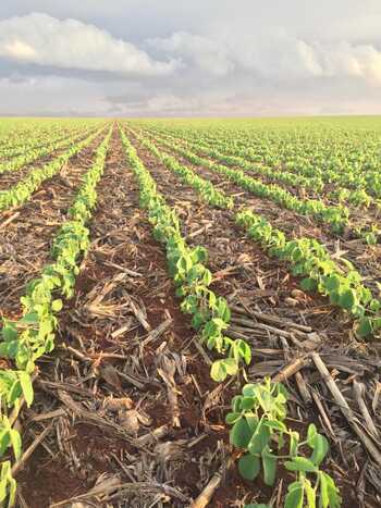 A porcentagem de área plantada é superior em aproximadamente 10,8%, em relação ao mesmo período da safra 2017/18