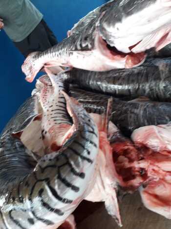 O pescado, que eles haviam capturado no rio Aquidauana, no município de Terenos, estava acima da cota