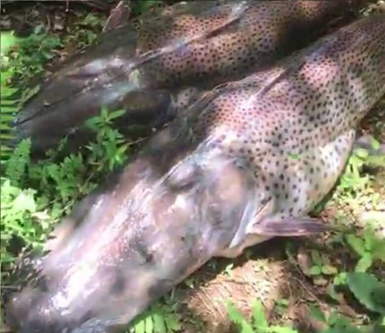 Peixes da espécie pintado