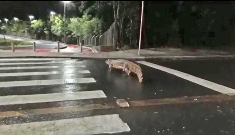 O vídeo, que circula nas redes sociais, mostra o animal atravessando a avenida na faixa de pedestre para chegar ao parque