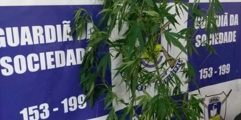 O pé de maconha foi arrancado e a Guarda Municipal intensificou as rondas no local