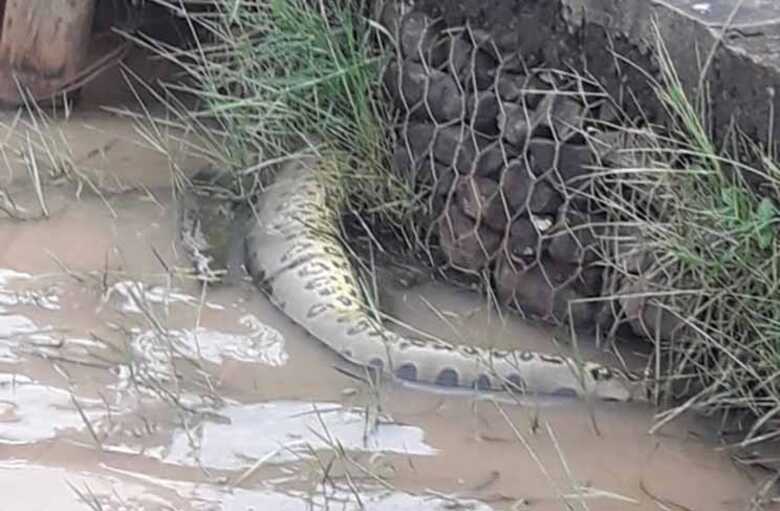A cobra foi vista boiando no lago mas já estava morta