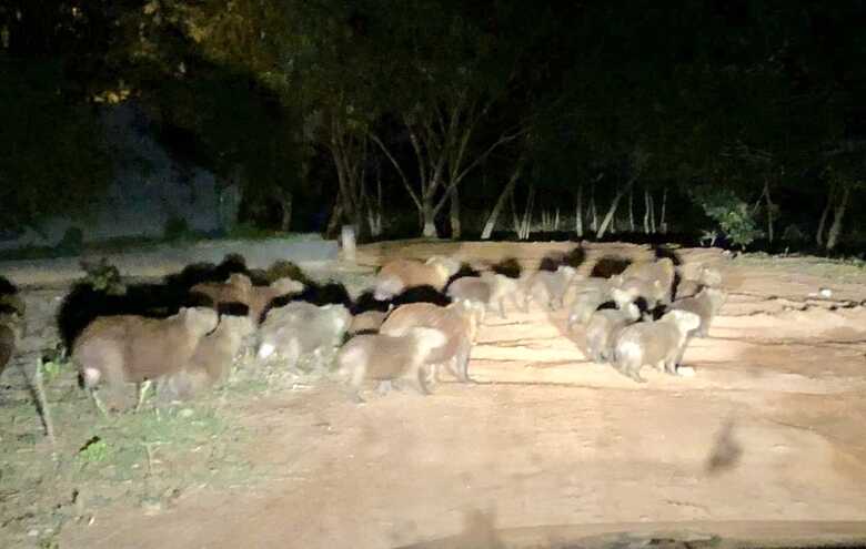 Cerca de 20 capivaras apareceram em um residencial na cidade de Bela Vista