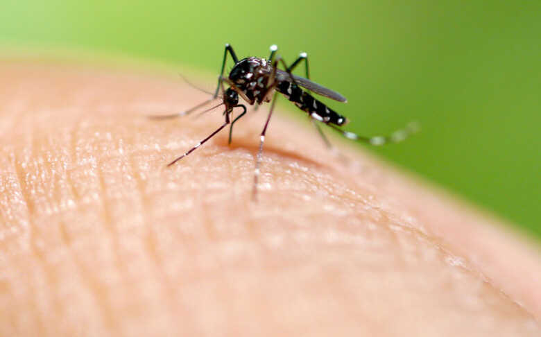 Mosquito Aedes aegypti transmissor da dengue, zika e febre chikungunya
