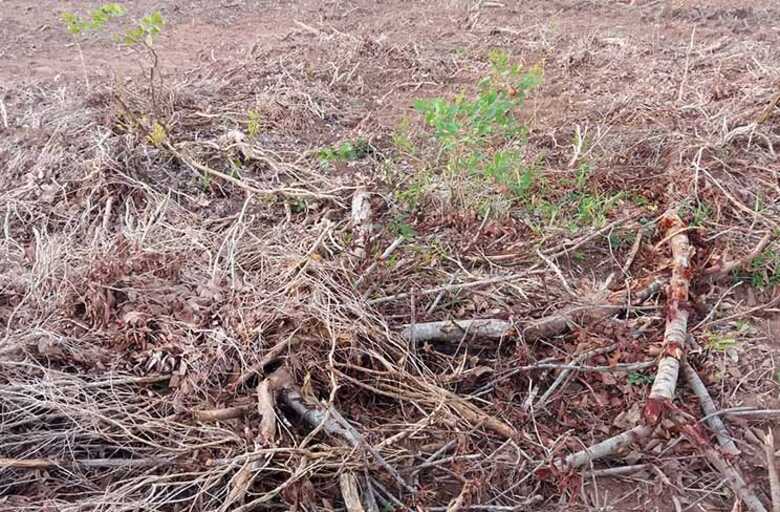 Desmatamento ilegal de árvores de grande porte em uma área de 30 hectares