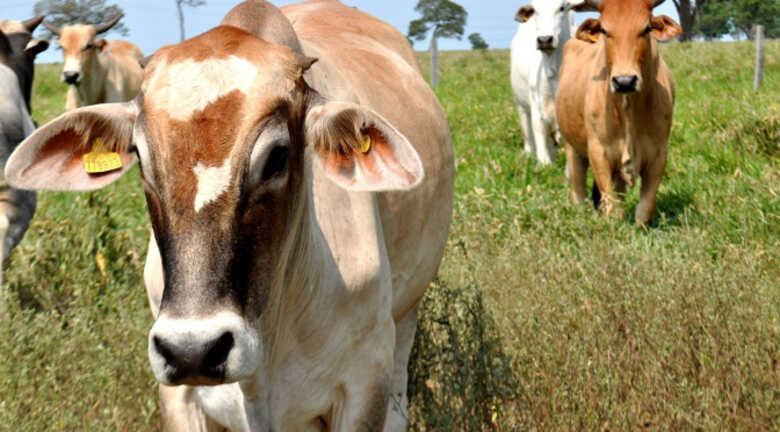 Trânsito de bovinos em Mato Grosso do Sul terá nova dinâmica