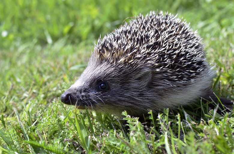 O porco espinho não apresentava lesões e foi solto em uma região de mata