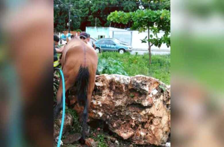 O cavalo ficou preso entre pedras e foi resgatado pelo Corpo de Bombeiros