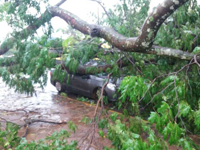 Muitas árvores cairam pela cidade gerando danos à veículos