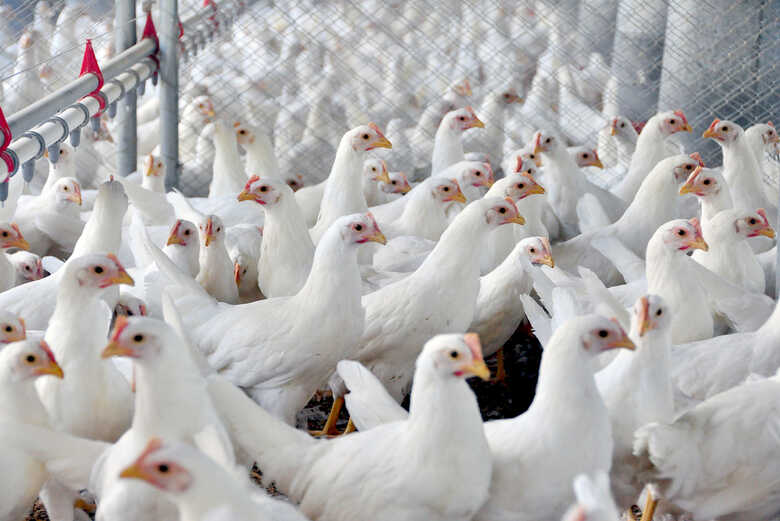 Pequena queda foi registrada na produção de carne de frango