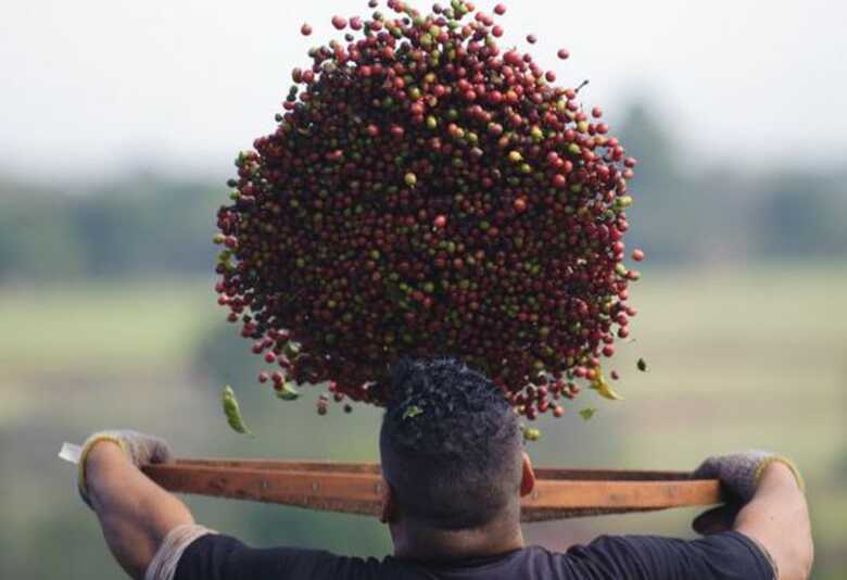 No Brasil, o café é cultivado principalmente por pequenos produtores