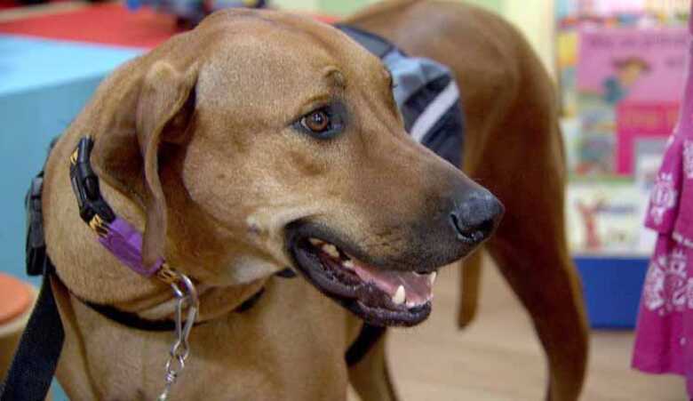 Cães e gatos poderão ser adotados durante a feira