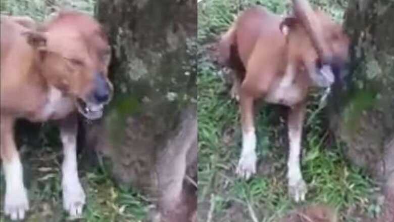 Nas imagens aparece o animal ganindo, enquanto apanha na cabeça com um pedaço de madeira