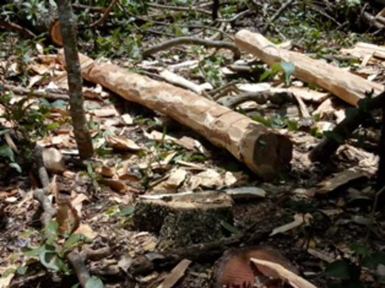 No local, também foram encontrados dois machados, vários galhos e postes, provenientes das árvores derrubadas