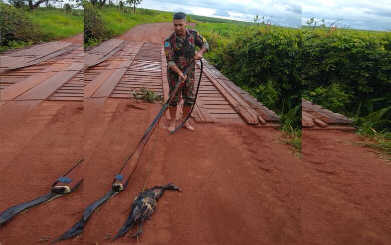 PMA capturou a sucuri e em seguida realizou a soltura no rio Coxim