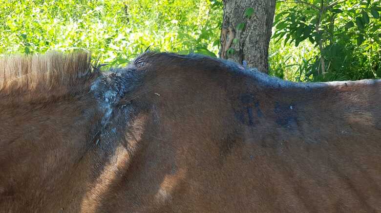 Animal estava extremamente magro e com vários ferimentos pelo corpo