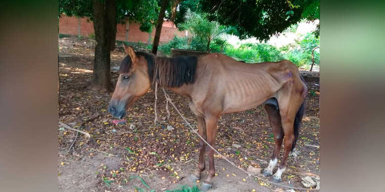 O idoso foi proibido de usar o cavalo para puxar carroça até que restabeleça a saúde por completo