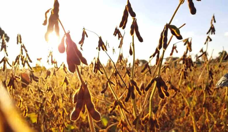 Dos 2,8 milhões de hectares de soja nesta safra, ainda falta o cadastramento de aproximadamente 545 mil hectares