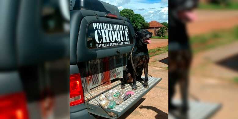 O K9 Zulu como é chamado, encontrou 1,348 kg de maconha em terreno baldio