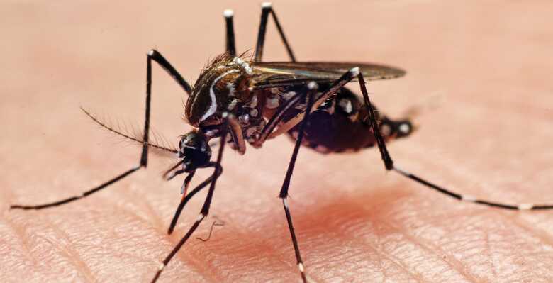 Campanha intitulada “Farmacêuticos em Ação – todos contra o Aedes aegypti”