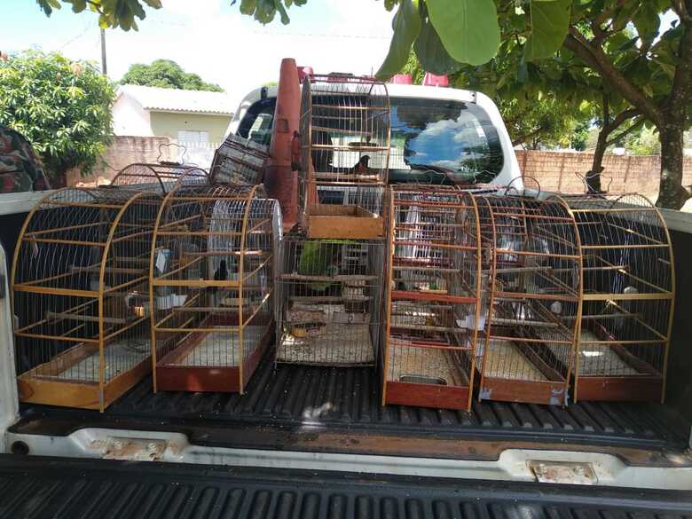 As aves foram resgatadas e enviadas ao CRAS de Campo Grande