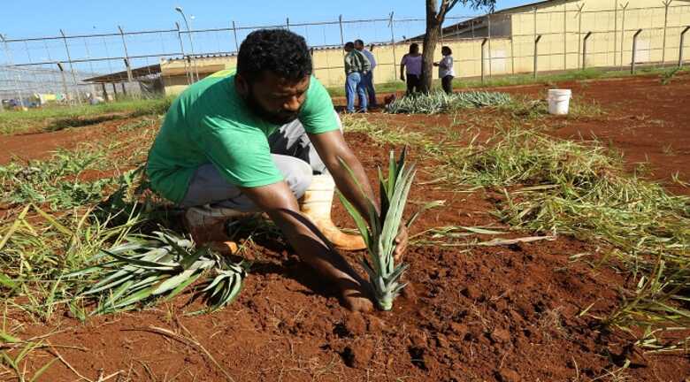 Detento fazendo plantio da muda de abacaxi