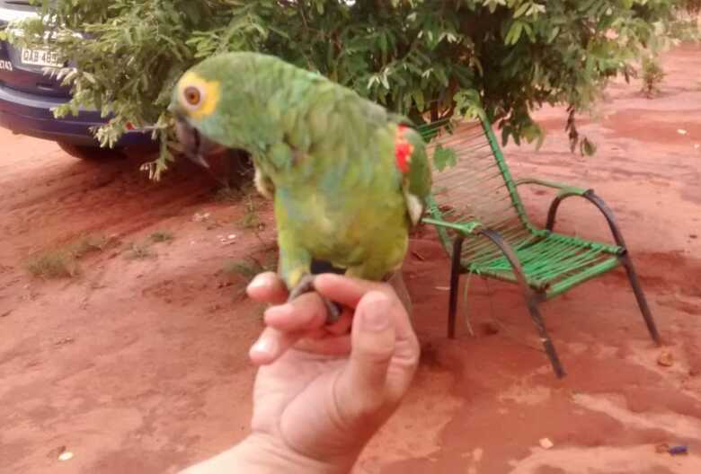 No município de Selvíria, os policiais autuaram uma mulher de 29 anos, por criação de uma ave da espécie papagaio sem autorização