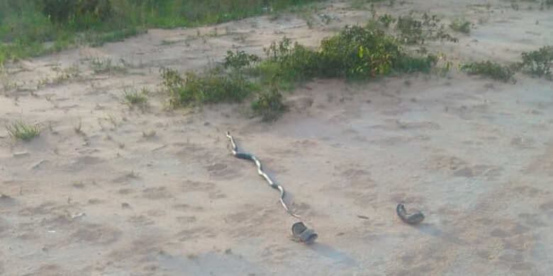 Todas as serpentes capturadas foram soltas no seu habitat natural